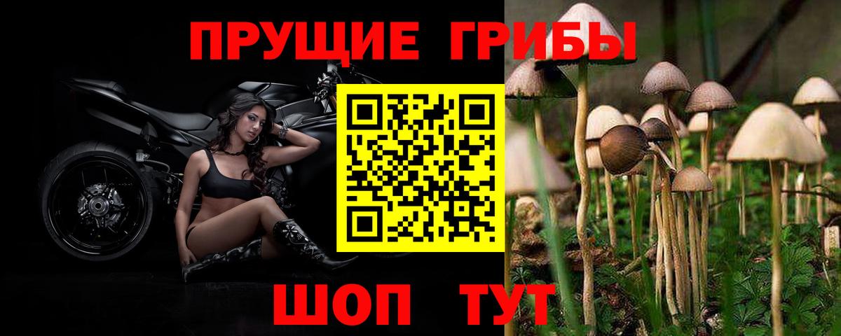 Галлюциногенные грибы Cubensis Норильск